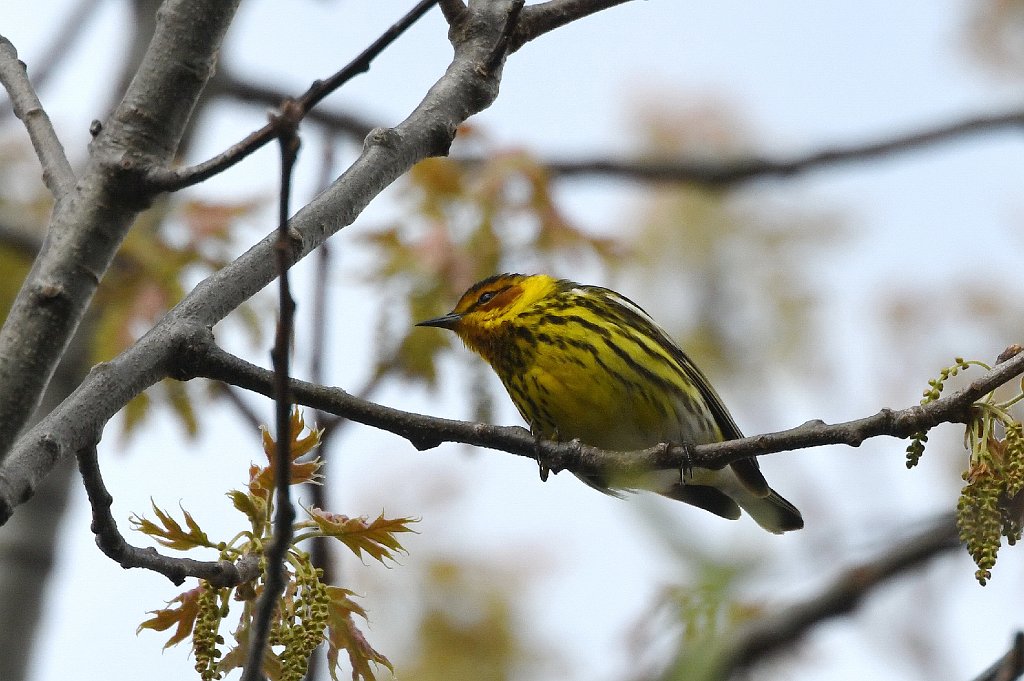 Warbler, Cape May, 2017-05075317 Parker River NWR, MA.JPG - Cape May Warbler. Parker River National Wildlife Refuge, MA, 5-7-2017